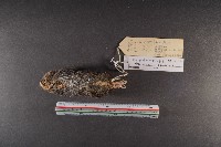 山階氏鼩鼱藏品圖，第6張