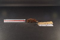 臺灣煙尖鼠藏品圖，第1張