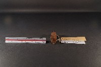 臺灣煙尖鼠藏品圖，第2張