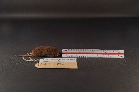 臺灣煙尖鼠藏品圖，第3張