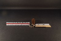 臺灣煙尖鼠藏品圖，第4張