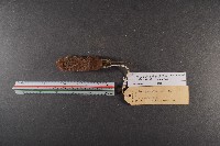 臺灣煙尖鼠藏品圖，第5張