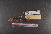 臺灣煙尖鼠藏品圖，第6張