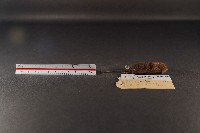 臺灣煙尖鼠藏品圖，第3張