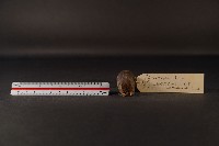 花東麝鼩藏品圖，第2張