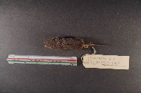 花東麝鼩藏品圖，第5張