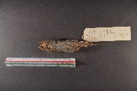 花東麝鼩藏品圖，第6張