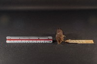 花東麝鼩藏品圖，第2張