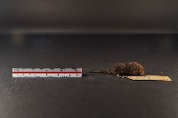 花東麝鼩藏品圖，第3張