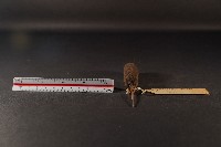 花東麝鼩藏品圖，第4張