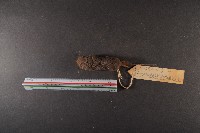 花東麝鼩藏品圖，第5張