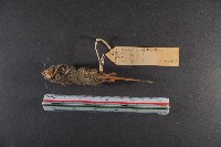 花東麝鼩藏品圖，第6張