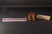 林姬鼠藏品圖，第2張