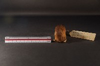 林姬鼠藏品圖，第3張