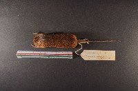 林姬鼠藏品圖，第6張