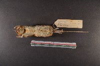 林姬鼠藏品圖，第7張