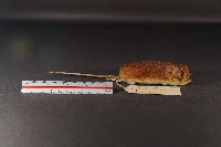 林姬鼠藏品圖，第4張