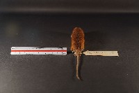 林姬鼠藏品圖，第5張