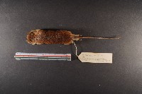林姬鼠藏品圖，第6張
