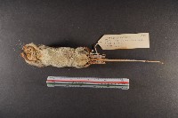 林姬鼠藏品圖，第7張