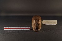 小黃腹鼠藏品圖，第2張