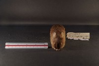 小黃腹鼠藏品圖，第3張