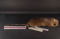 小黃腹鼠藏品圖，第4張