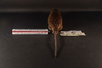 小黃腹鼠藏品圖，第5張