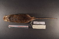 小黃腹鼠藏品圖，第6張