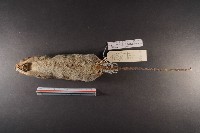 小黃腹鼠藏品圖，第7張