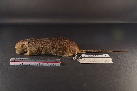 小黃腹鼠藏品圖，第1張