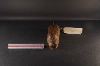 小黃腹鼠藏品圖，第2張