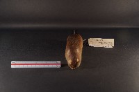 小黃腹鼠藏品圖，第3張