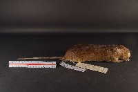 小黃腹鼠藏品圖，第4張