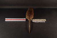 小黃腹鼠藏品圖，第5張