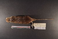 小黃腹鼠藏品圖，第6張