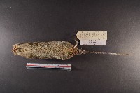 小黃腹鼠藏品圖，第7張