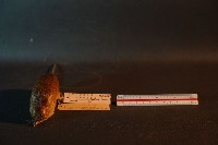 小黃腹鼠藏品圖，第2張