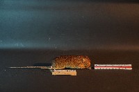 小黃腹鼠藏品圖，第4張