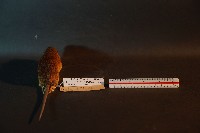 小黃腹鼠藏品圖，第5張