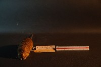 小黃腹鼠藏品圖，第2張