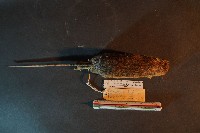 小黃腹鼠藏品圖，第3張