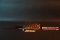 小黃腹鼠藏品圖，第4張