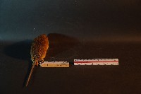 小黃腹鼠藏品圖，第5張