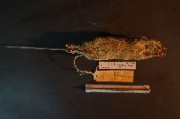 小黃腹鼠藏品圖，第6張