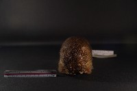 鬼鼠藏品圖，第2張