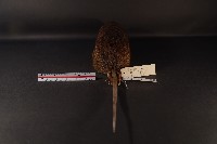 鬼鼠藏品圖，第5張