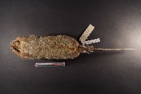 鬼鼠藏品圖，第7張