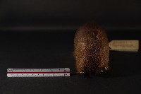 鬼鼠藏品圖，第2張