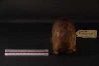 鬼鼠藏品圖，第3張